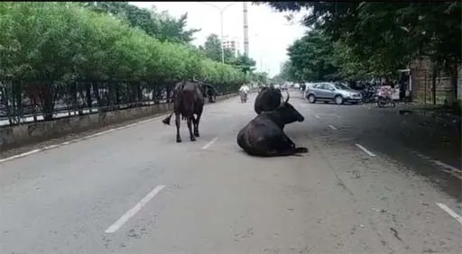 सूरत नगर निगम द्वारा आवारा पशुओं की समस्या पर कार्ययोजना शुरू की गई Loktej सूरत News Loktej 3278