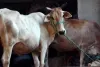 दूध नहीं दे रही थी गाय, शिकायत लेकर पुलिस थाने पहुंचा किसान!