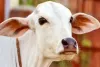तकनीक : चीन का दावा, वैज्ञानिकों ने बनाया गाय का क्लोन,  जिसने दिया तीन बछड़ों को जन्म
