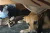 वायरल वीडियो : जब कछुए ने कुत्ते को खूब चिढ़ाया!