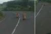 अमरेली : एक बार फिर सामने आया शेरों को परेशान करने वाला वीडियो, लोगों में भारी नाराजगी