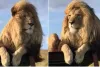 वायरल वीडियो : ये होता है राजा का मिजाज, शेर के इस 'राजसी' लुक ने इंटरनेट पर हंगामा मचाया