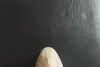 जैसलमेर के गजरूप सागर के पास मिला अंडे का जीवाश्म