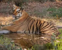 रातापानी वन को मध्यप्रदेश का आठवां बाघ अभयारण्य घोषित किया गया