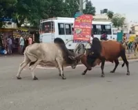 जयपुर: लड़ते-लड़ते लो फ्लोर बस में चढ़ा सांड