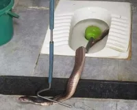 सूरत : मानसून में शौचालय में मिला जहरीला कोबरा, परिवार दहशत में!