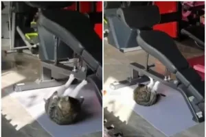 वायरल वीडियो : बिल्ली को चढ़ा सेहद का बुखार, जिम में बहा रही पसीना, देखिए वीडियो